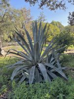 Agave americana