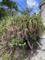 Aloe arborescens