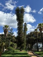 Araucaria columnaris (Forst. f.) Hook.