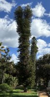 Araucaria columnaris (Forst. f.) Hook.