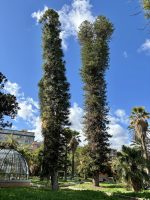 Araucaria luxurians Brongn. & Gris de Laub.