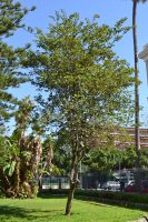 Bauhinia diphylla Buch.-Ham.