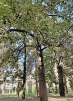 Brachychiton discolor F. Muell.