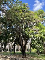 Brachychiton populneus (Schott & Endl.) R. Br.