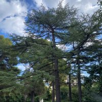Cedrus atlantica (Endl.) Manetti ex Carrière