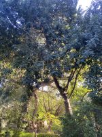 Ceratonia siliqua L.