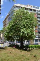 Cercis siliquastrum L.