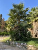 Chamaerops humilis L.