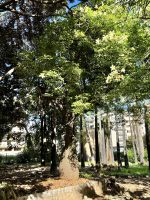 Chorisia speciosa St. Hil.