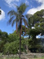 Syagrus romanzoffiana (Cham. ) Glassman