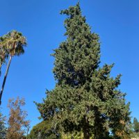 Cupressus sempervirens L. fo. Pyramidale