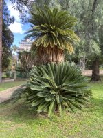 Cycas revoluta Thund.