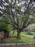 Erythrina viarum Tod.
