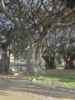 Ficus macrophylla f. columnaris (C. Moore) D.J. Dixon
