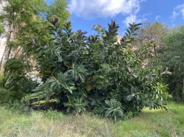 Ficus elastica var. decora Guillaum