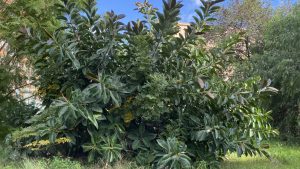 Ficus elastica var. decora Guillaum