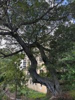 Ficus microcarpa L. f.