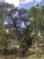 Ficus rubiginosa Desf. ex Vent.