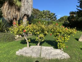 Hibiscus syriacus L.