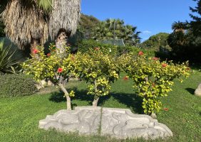 Hibiscus syriacus L.