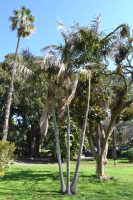 Howea forsteriana (C. Moore & F. Muell. ) Becc.