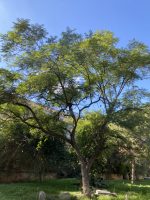 Jacaranda mimosifolia D. Don.