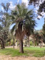 Jubaea chilensis (Molina) Baillon