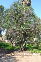 Ligustrum lucidum W. T. Aiton