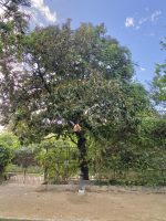 Magnolia grandiflora L.