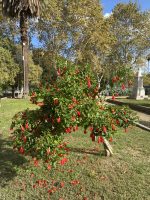 Malvaviscus arboreus Cav.