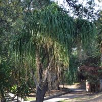 Nolina recurvata Hemsl.