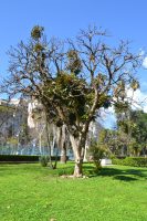 Oreopanax dactylifolium T. Moore