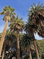 Phoenix canariensis Chabaud
