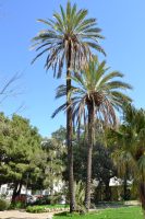 Phoenix dactylifera L.