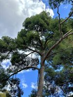 Pinus halepensis Mill.