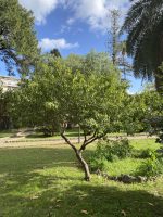 Prunus persica (L.) Basch.