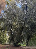 Quercus ilex L.