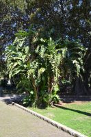 Strelitzia augusta Thunb.