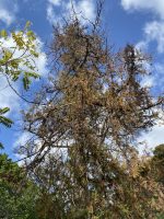 Thuja gigantea Nutt.