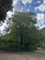 Tilia Tomentosa Moench