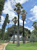 Washingtonia filifera (Lind. ex André) H. A. Wendl.