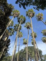 Washingtonia robusta H. Wendl.