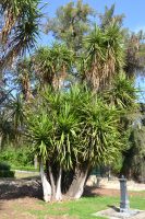 Yucca elephantipes Regel ex W. Trel