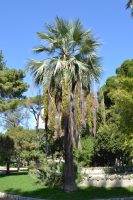 Bhraea armata S. Wats.