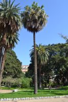 Livistona australis (R. Br.) Mart.