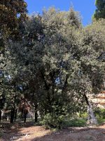 Photinia serrulata Lindley