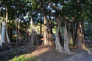Ficus benghalensis L.