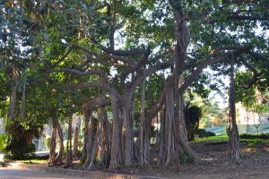 Ficus benghalensis L.