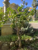 Hibiscus rosa-sinensis L.