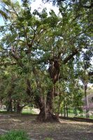 Phytolacca dioica (L.) Moq.